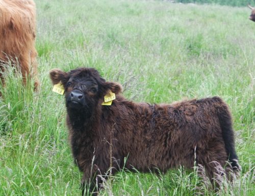Highland Cattle 6