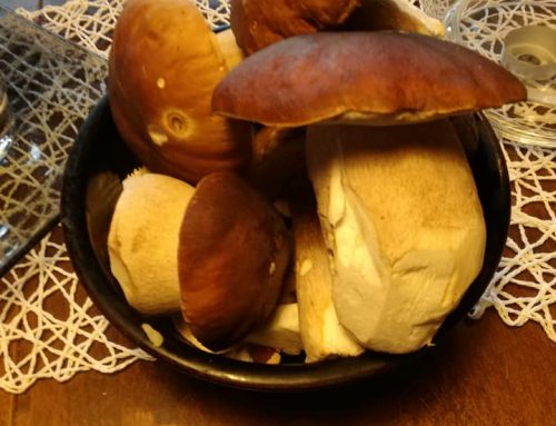 Mushroom picking 4